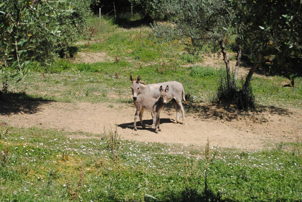 Sorelle Biologiche Villa Monte Castello di Vibio Exteriör bild